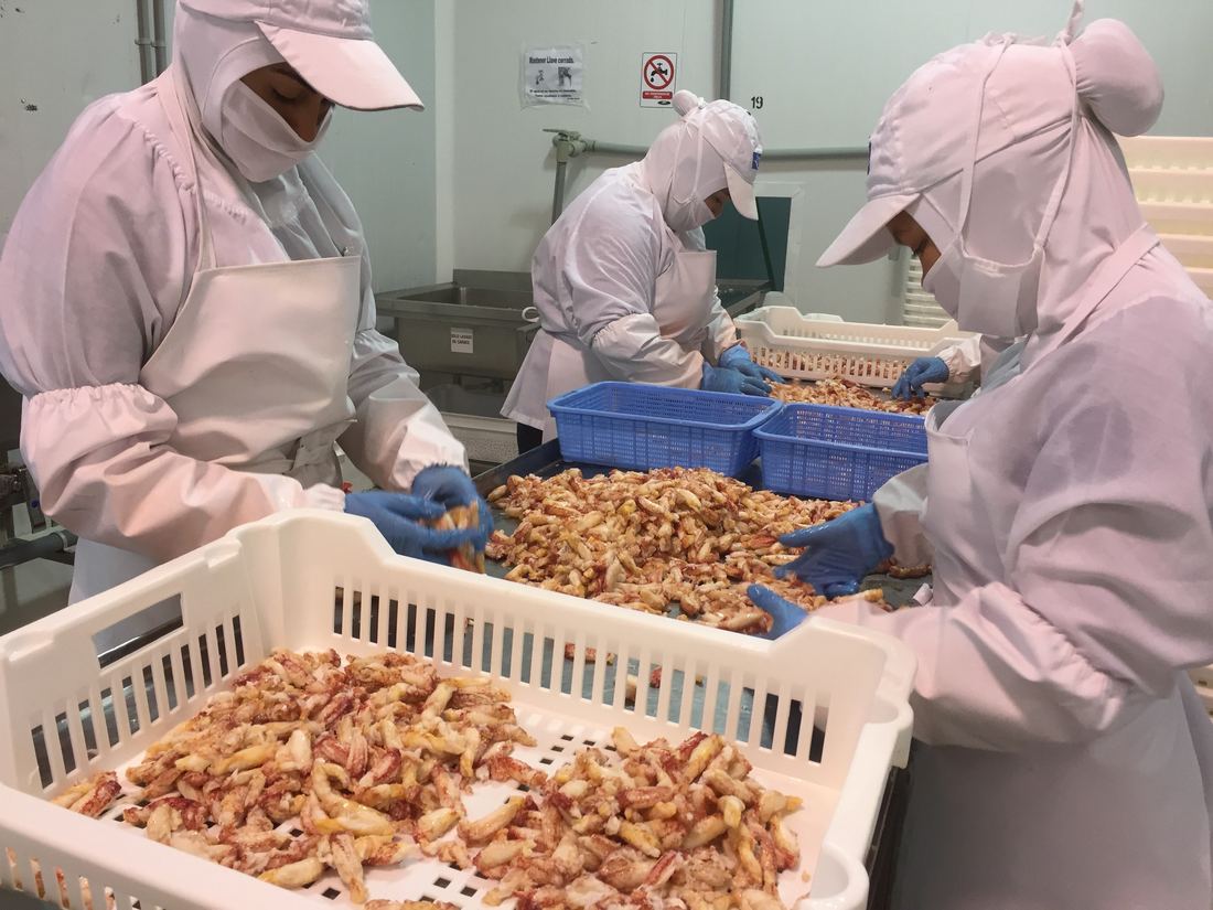 工作人员在无尘车间内手工挑选雪蟹肉