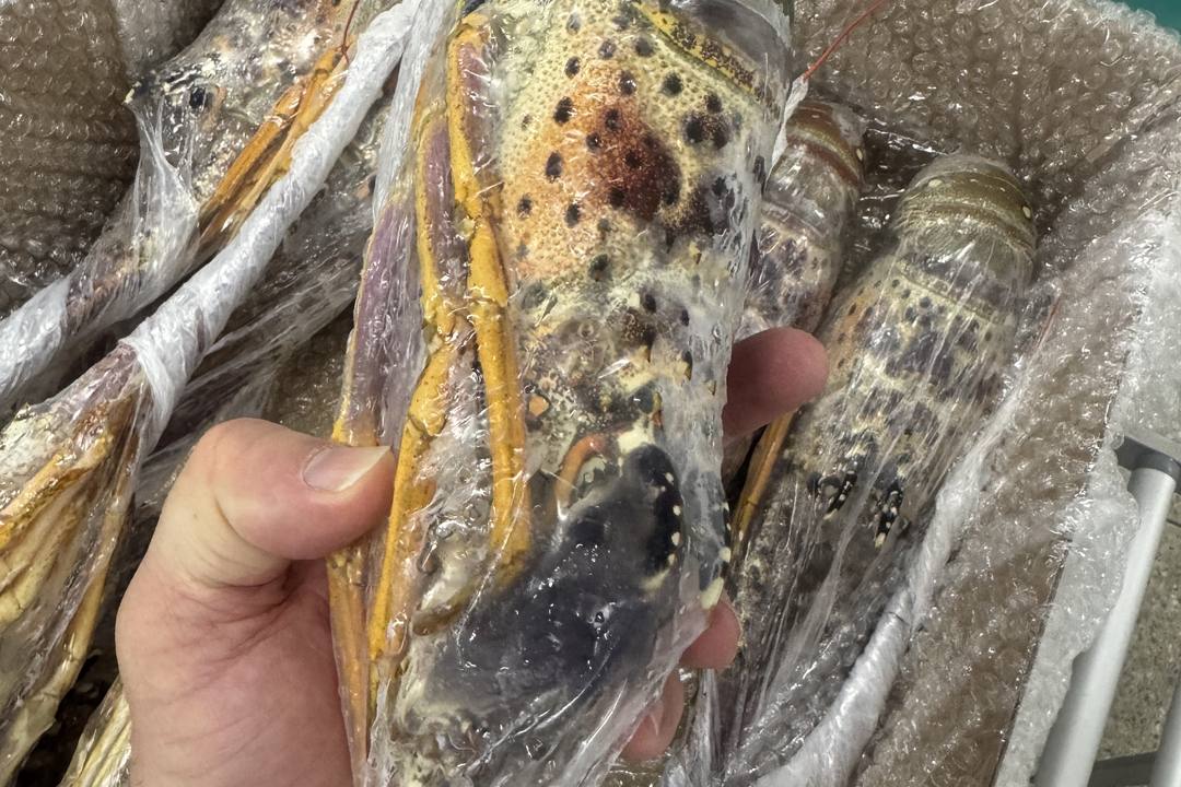Ipesca 整只生冻龙虾,单只塑封后装箱