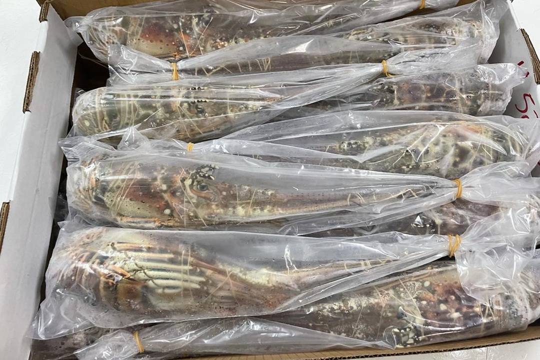 整只生冻龙虾逐只包装后装入出口纸箱
