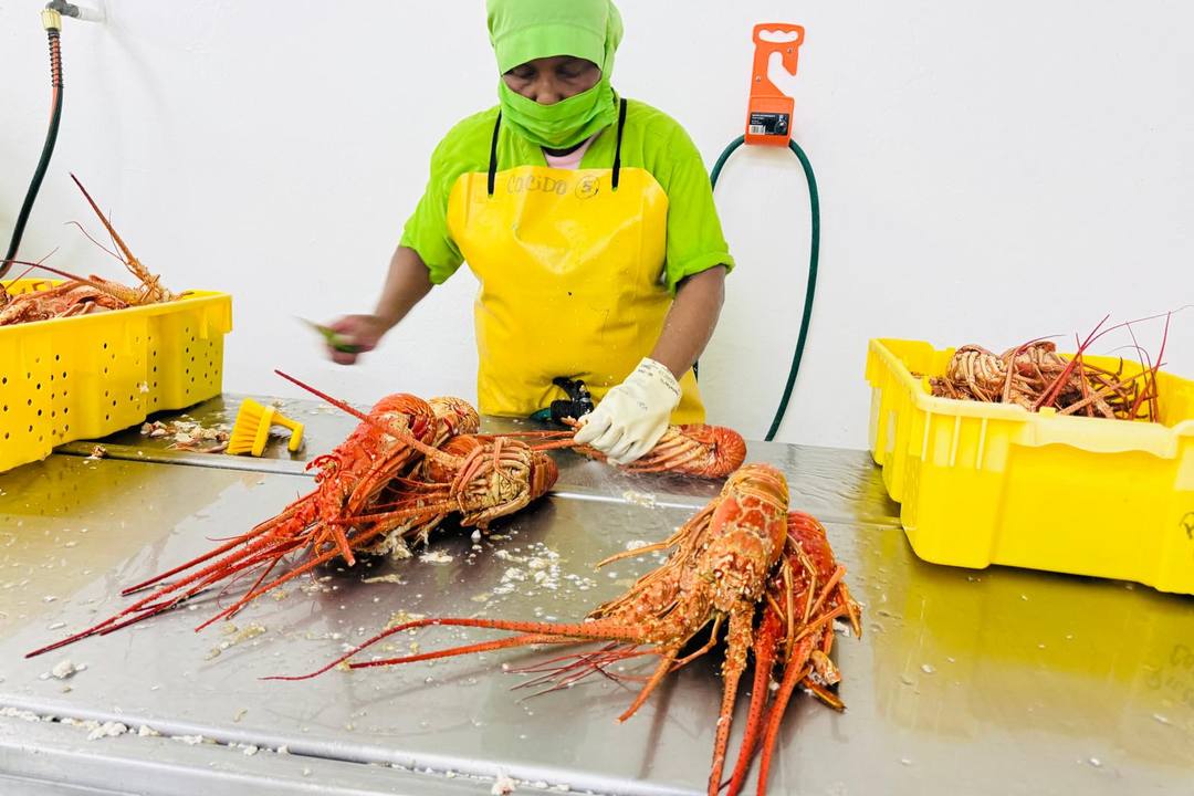 熟制龙虾逐只清洗,人工把控每一只品质