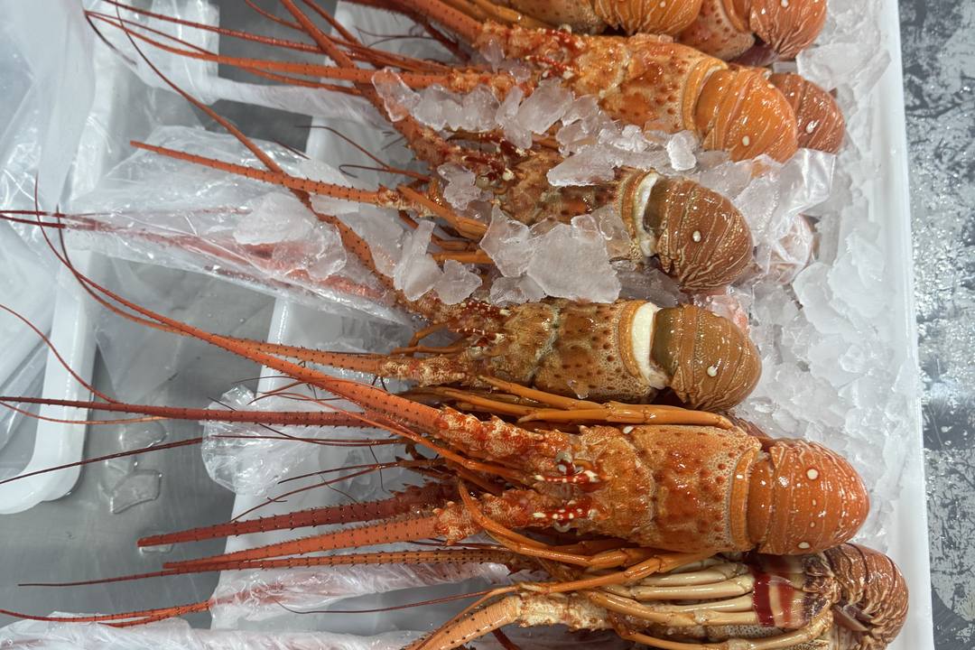 Ipesca 熟冻整只龙虾,冰镇待包装