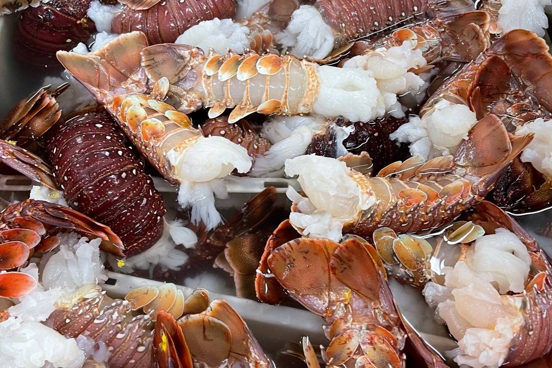 生龙虾尾清洗分级,肉色洁白、肉质紧实