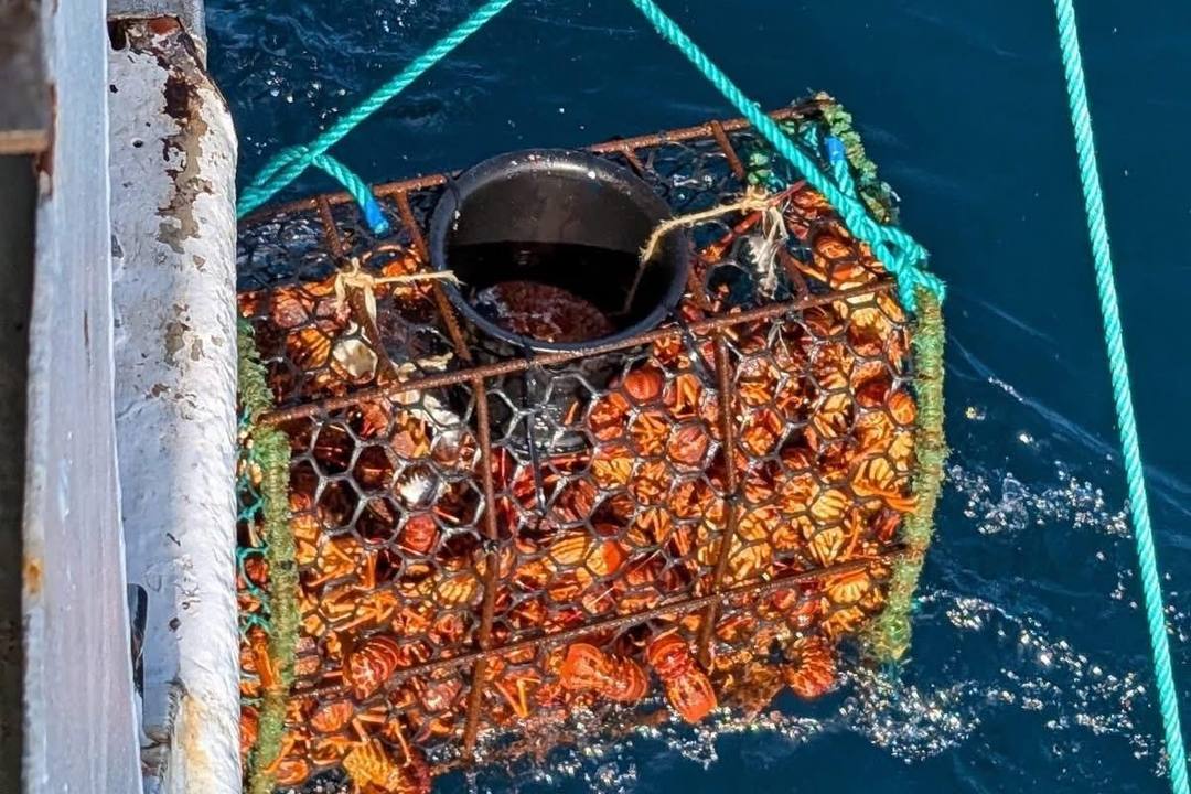 陷阱笼起网,满笼龙虾——低影响的笼捕方式