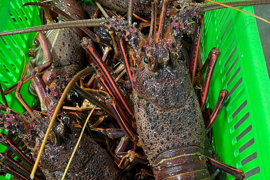 刚起笼的活体西澳岩龙虾,甲壳厚实、色泽深沉