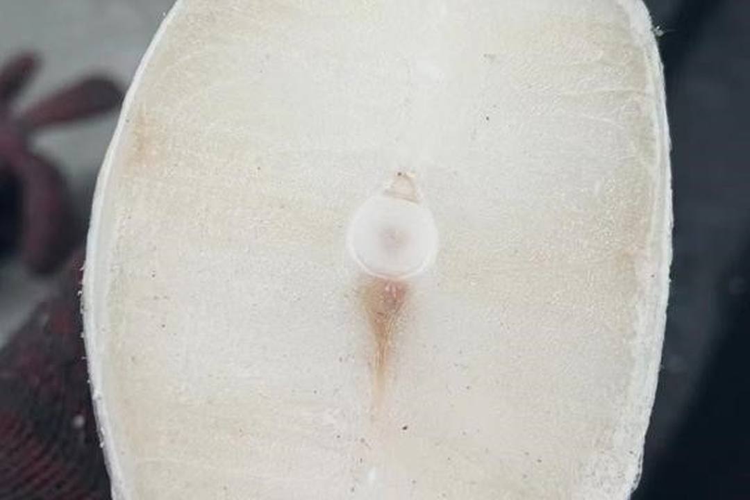 鱼肉横切面：肉质洁白紧实、油脂丰厚